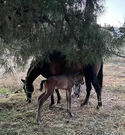 Villa Romantic White -private Pool
