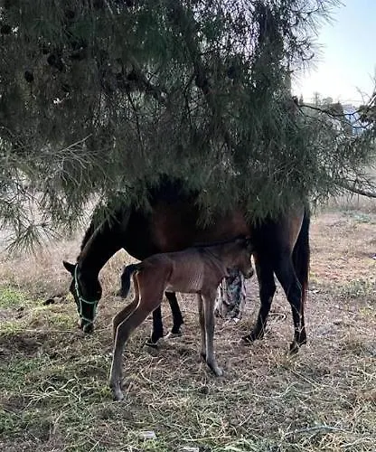 فيلة Romantic White -private Pool